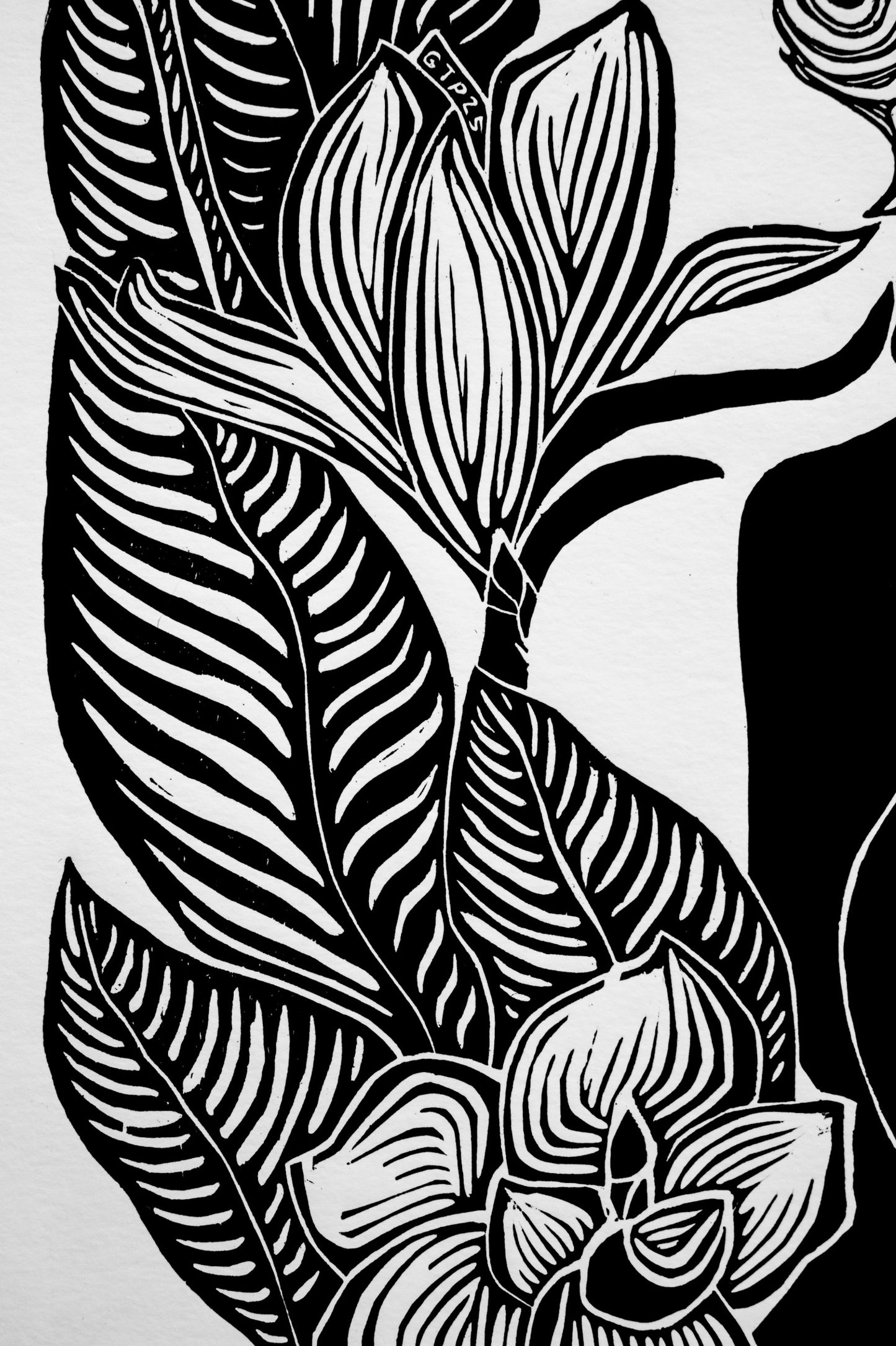 Moth Wings and Melancholy | Black & White Edition