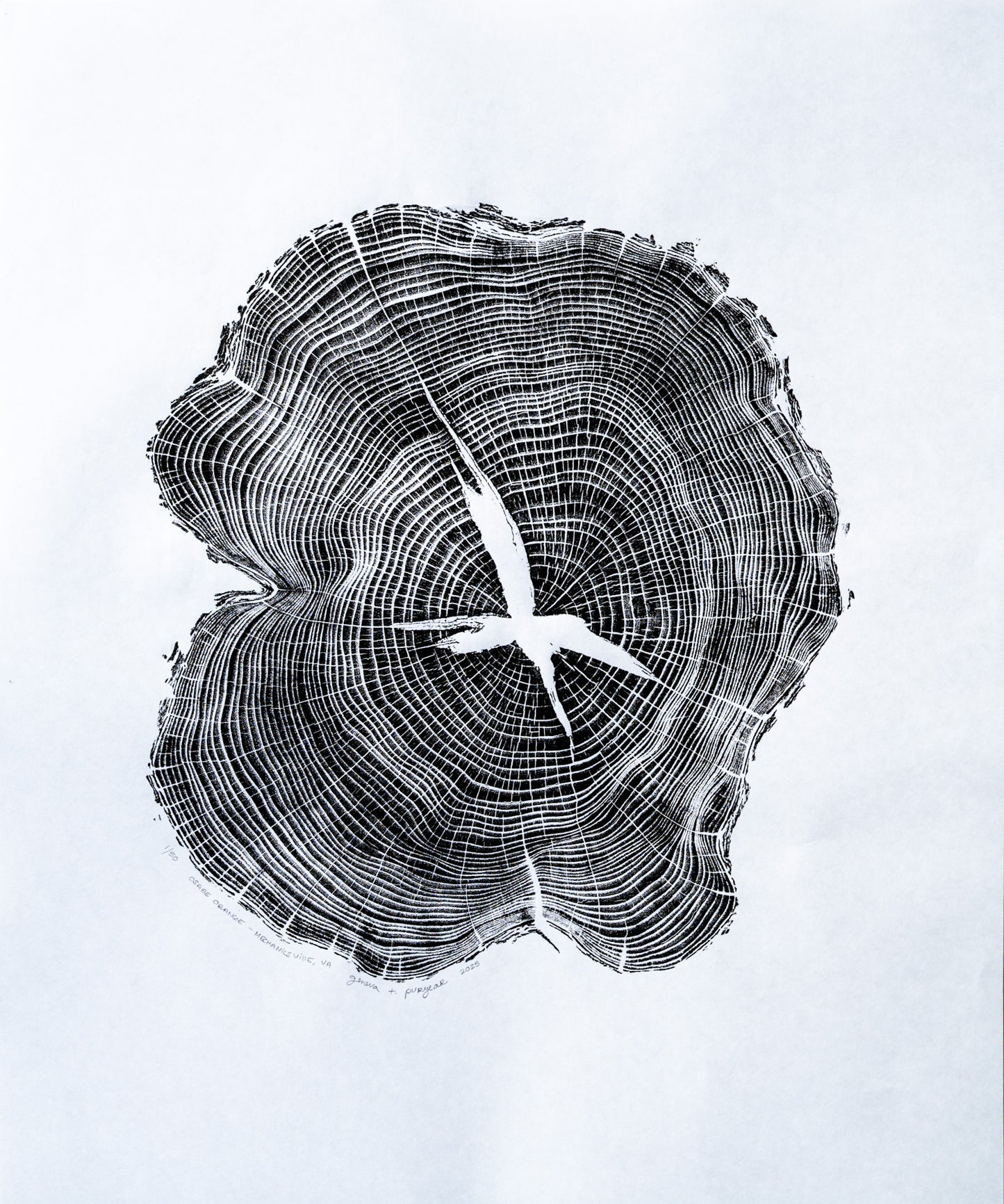 Osage Orange - Mechanicsville, VA | Black & White Edition