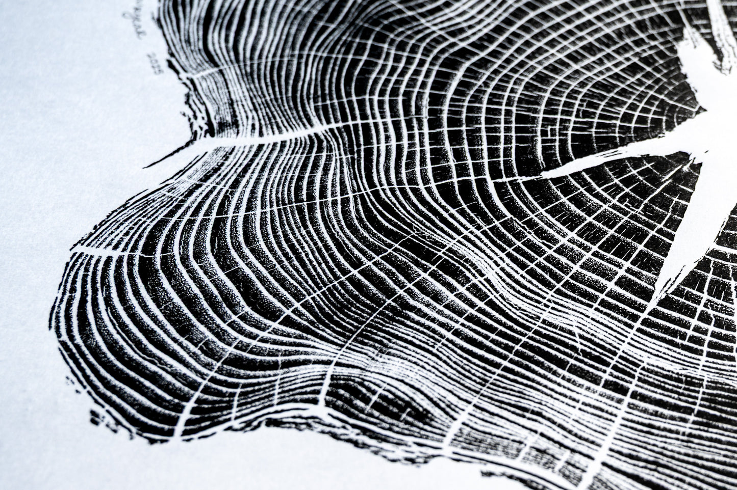 Osage Orange - Mechanicsville, VA | Black & White Edition