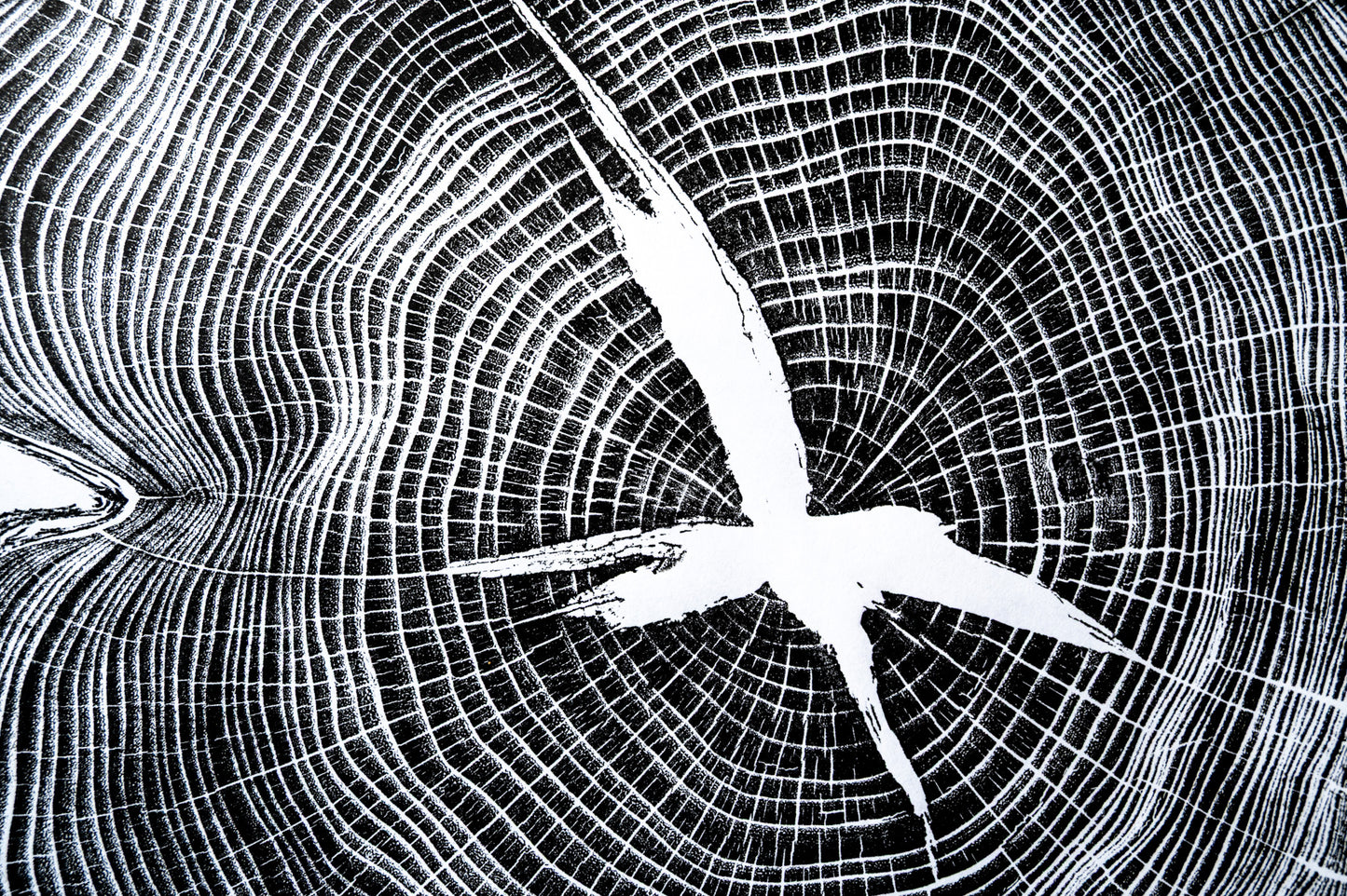 Osage Orange - Mechanicsville, VA | Black & White Edition