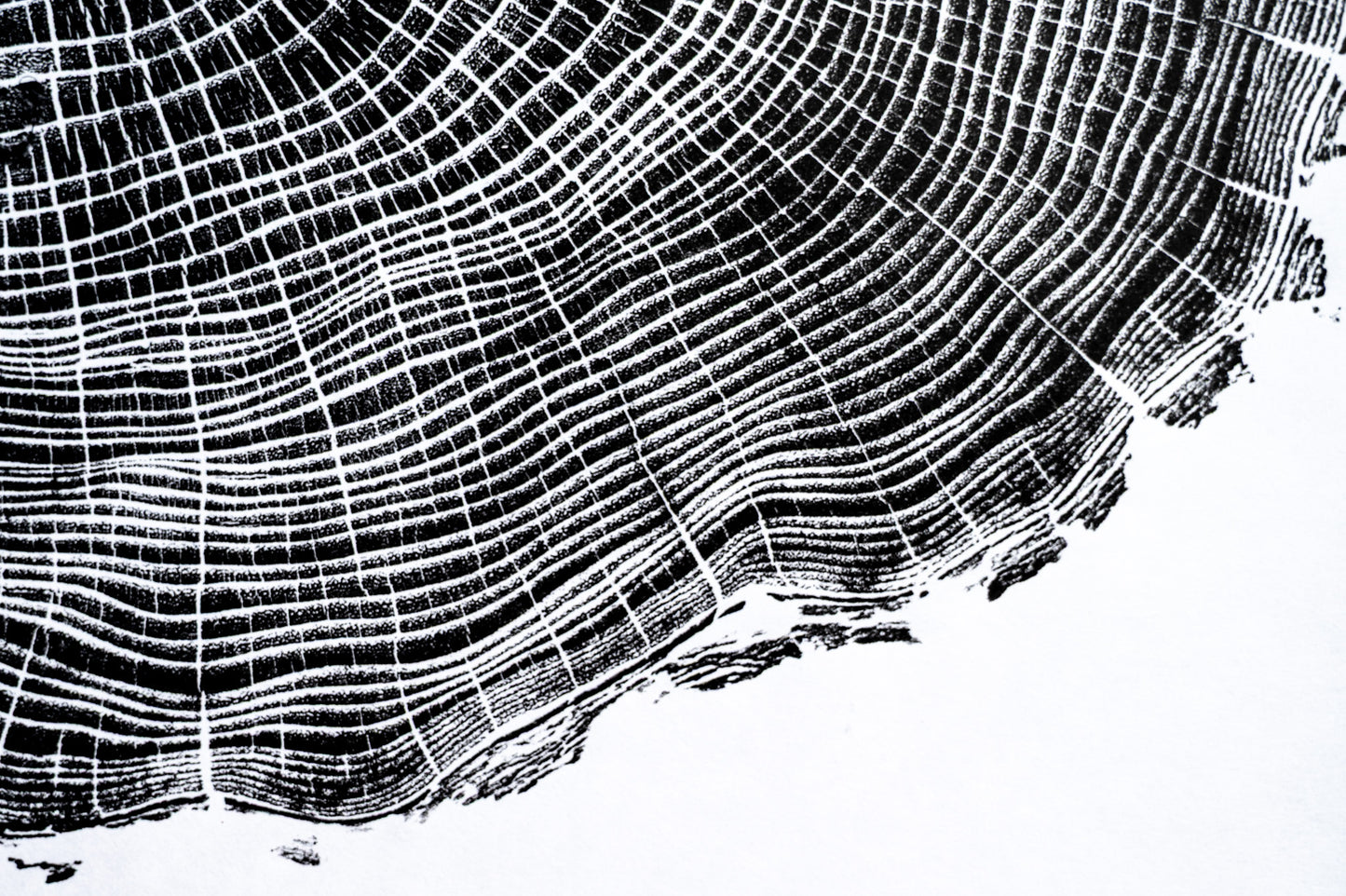 Osage Orange - Mechanicsville, VA | Black & White Edition