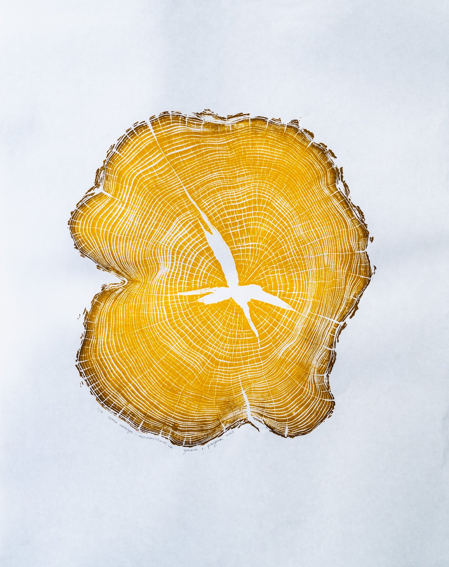 Osage Orange - Mechanicsville, VA | Yellow Two Tone Edition