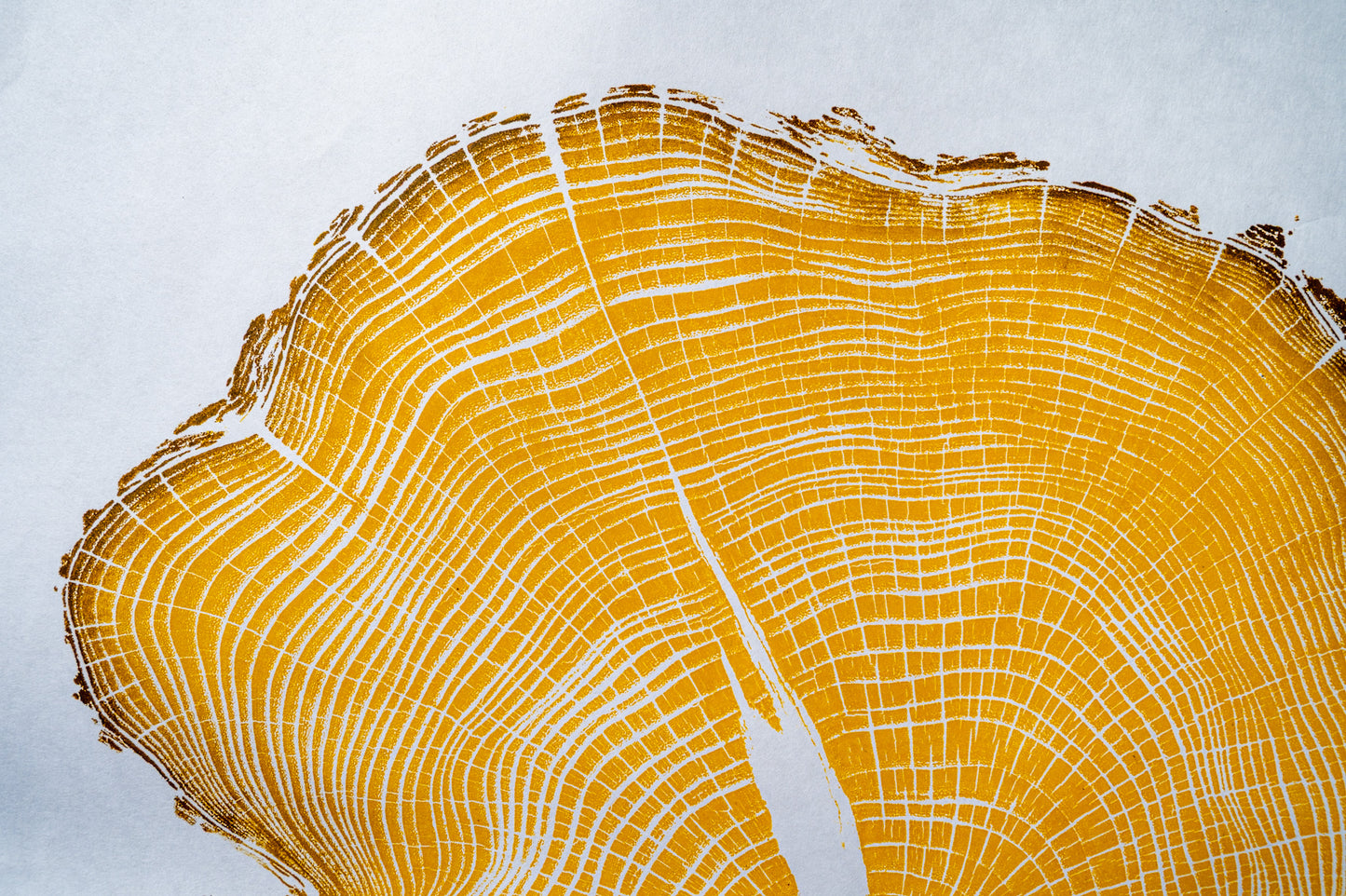 Osage Orange - Mechanicsville, VA | Yellow Two Tone Edition