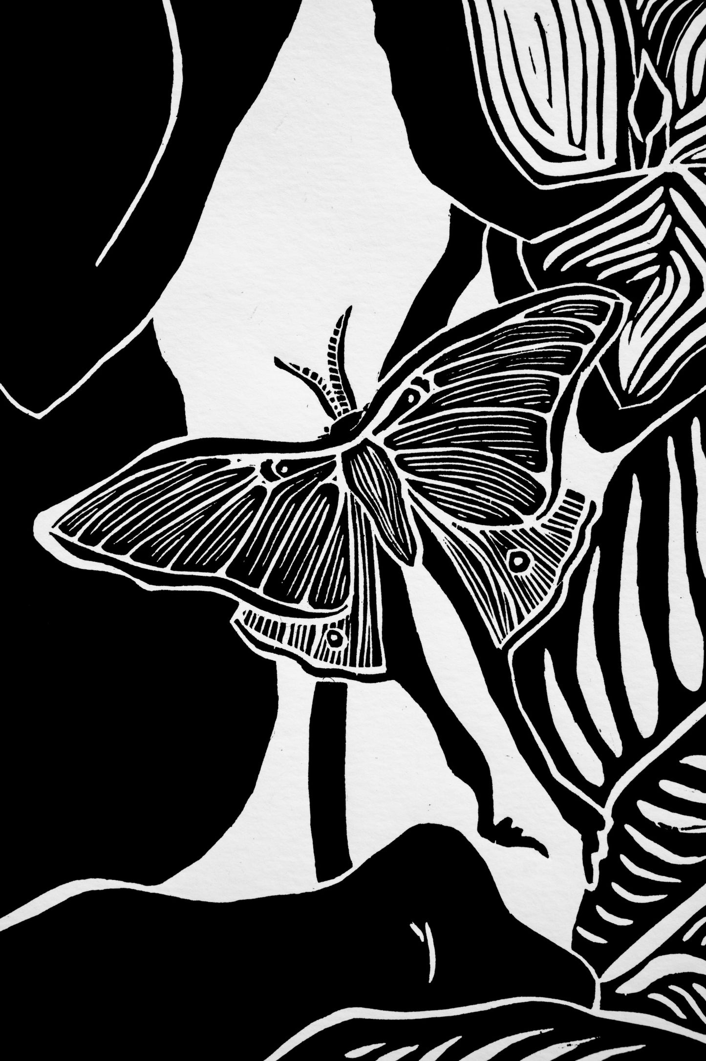 Moth Wings and Melancholy | Black & White Edition