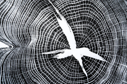 Osage Orange - Mechanicsville, VA | Black & White Edition