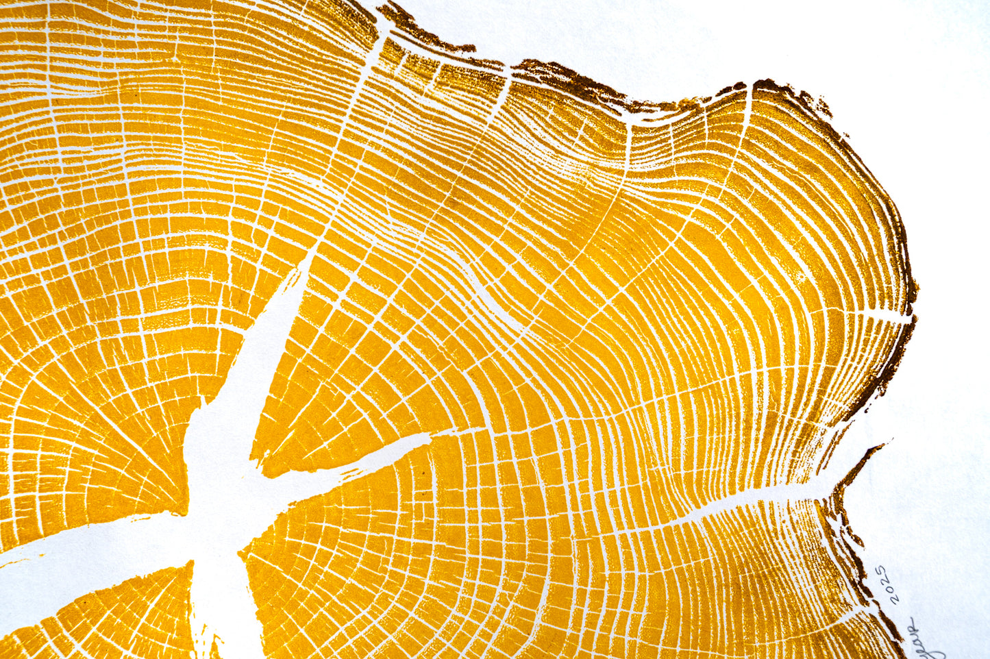 Osage Orange - Mechanicsville, VA | Yellow Two Tone Edition